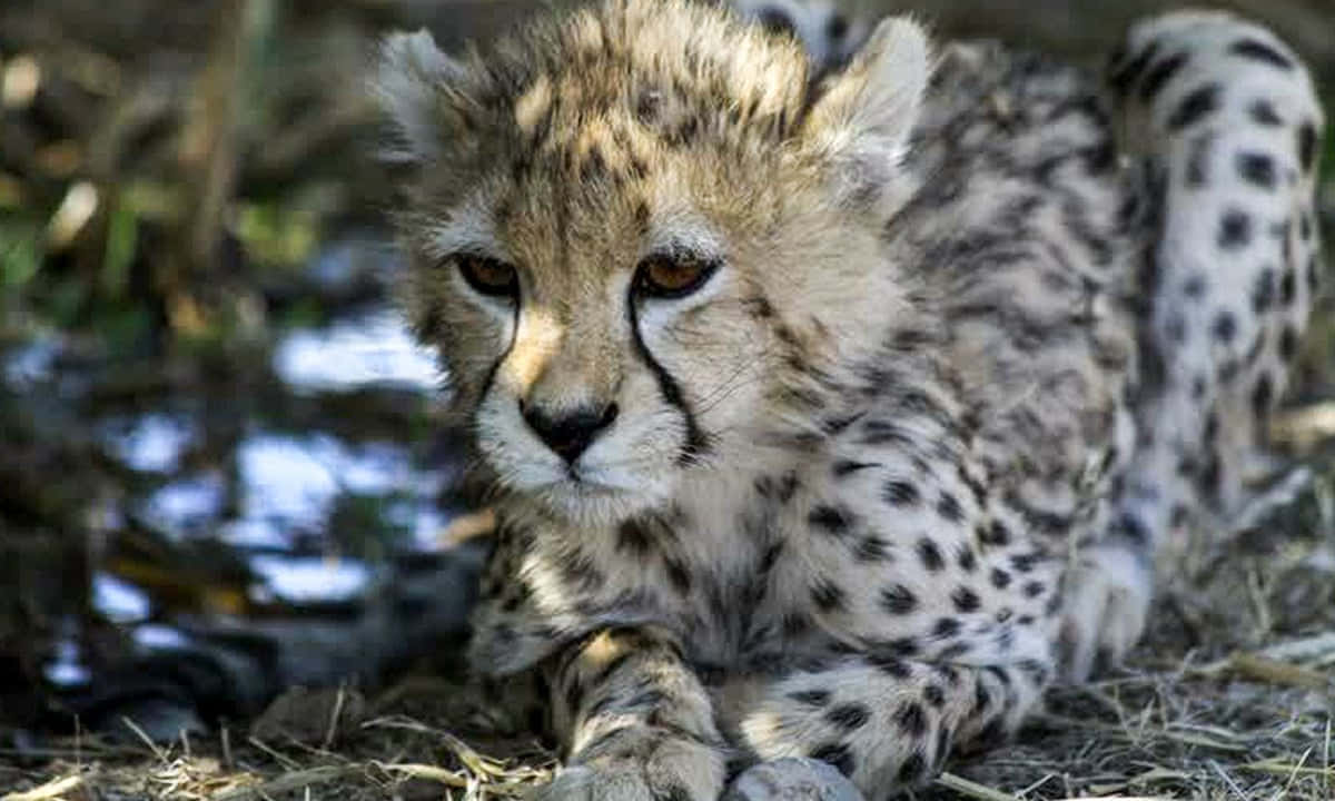 Bildpå Iransk Asiatisk Gepard