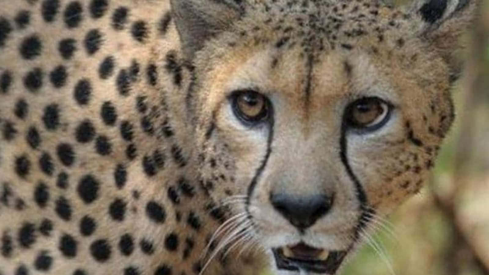 Asiatic Cheetah Wild Animal Picture