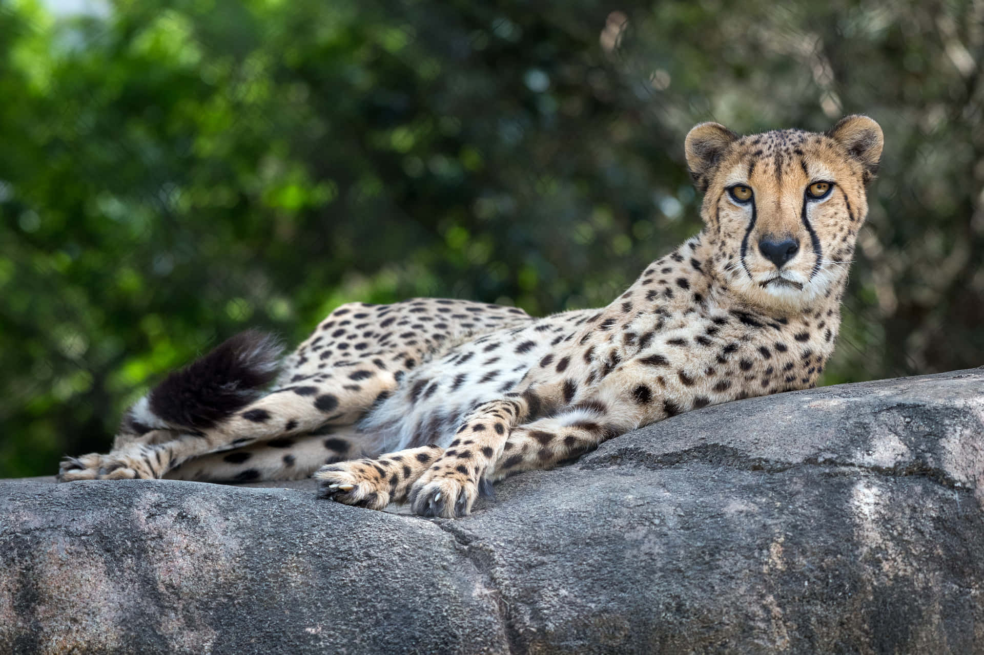 Bildeines Geparden, Einer Südafrikanischen Katze.