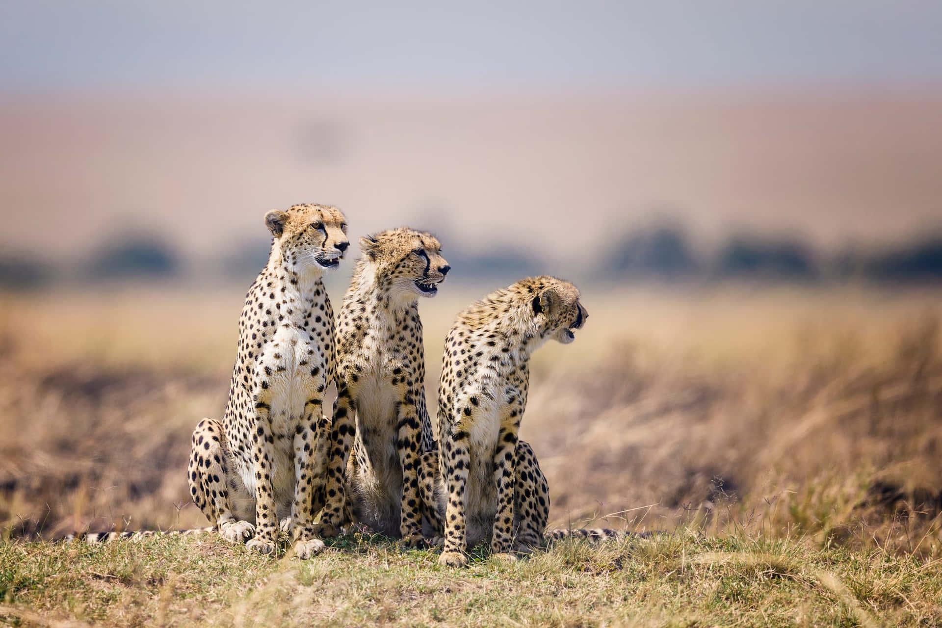 Afrikanskakatter Gepard Safari Bild