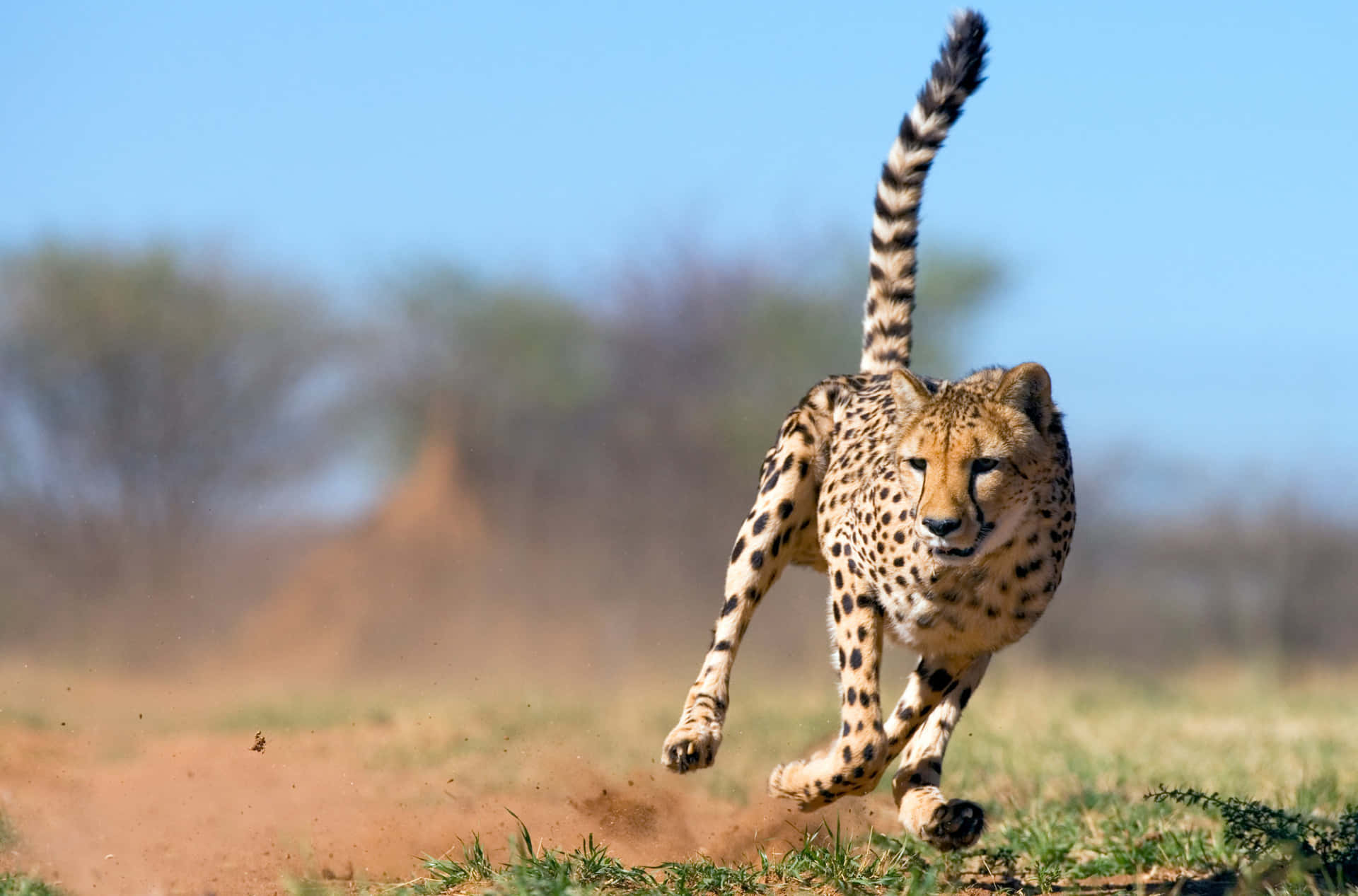 Cheetahsafari Jakt Savannah Bild