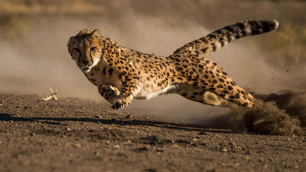 Utvandrandedjur: Bild På Geparden På Safarin