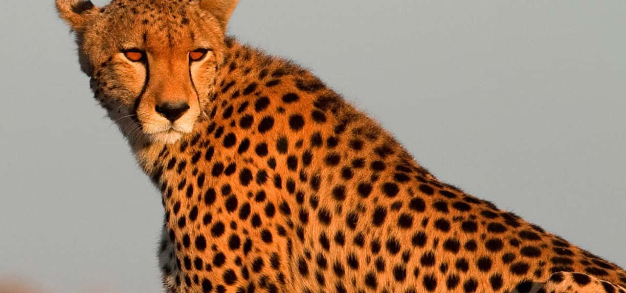 Asiatic Cheetah Safari Savannah Picture