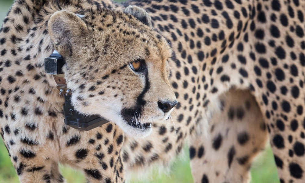Imagende Vida Silvestre De Un Guepardo Sudafricano