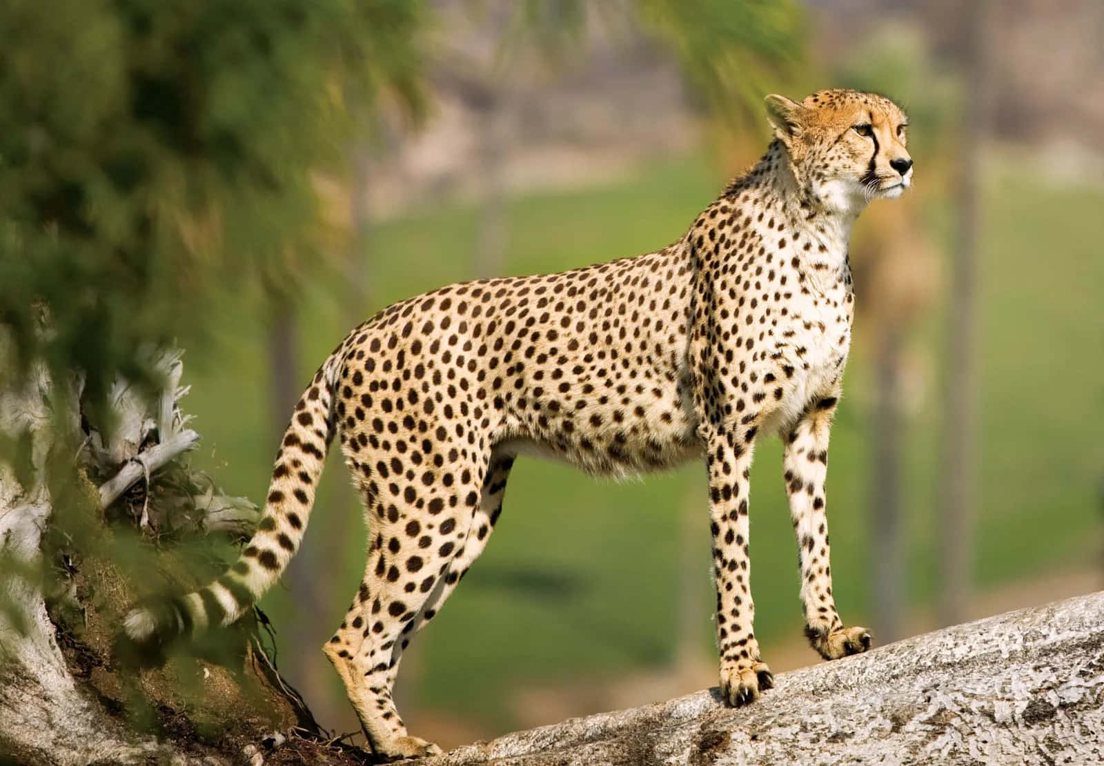 Imagende Un Cheetah Cazando Su Presa