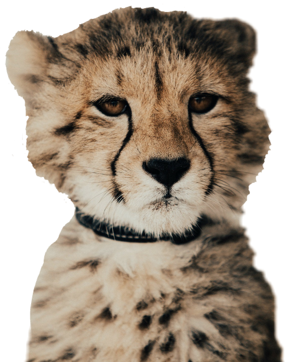 Cheetah Portrait Intense Gaze PNG