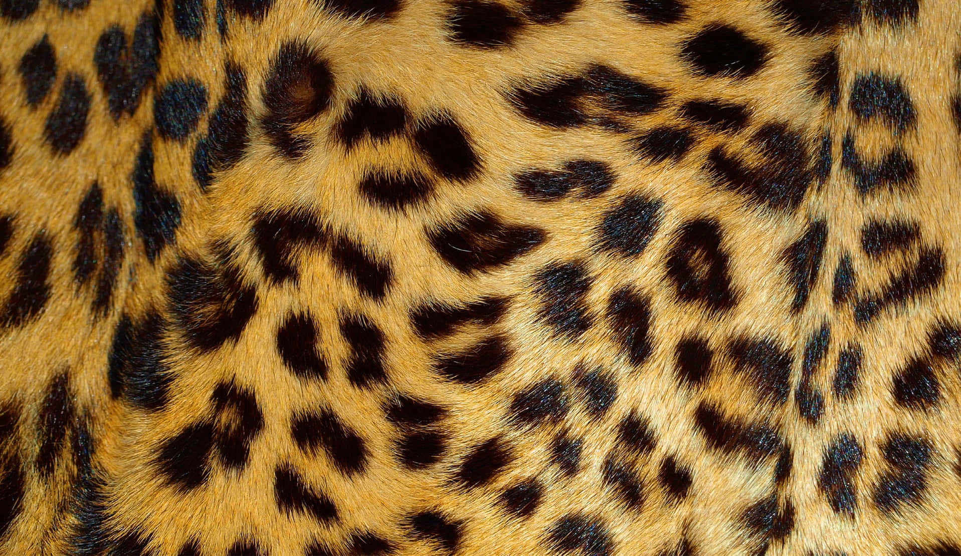 Unastampa Leopardo