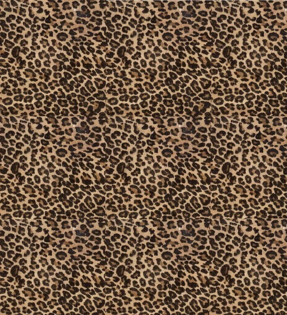 Unleash Your Wildest Side with Cheetah Print.