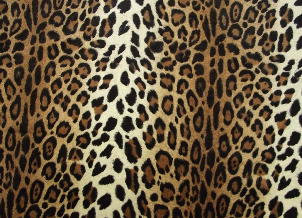 Download Unleash Your Inner Wild Side With Cheetah Print! | Wallpapers.com