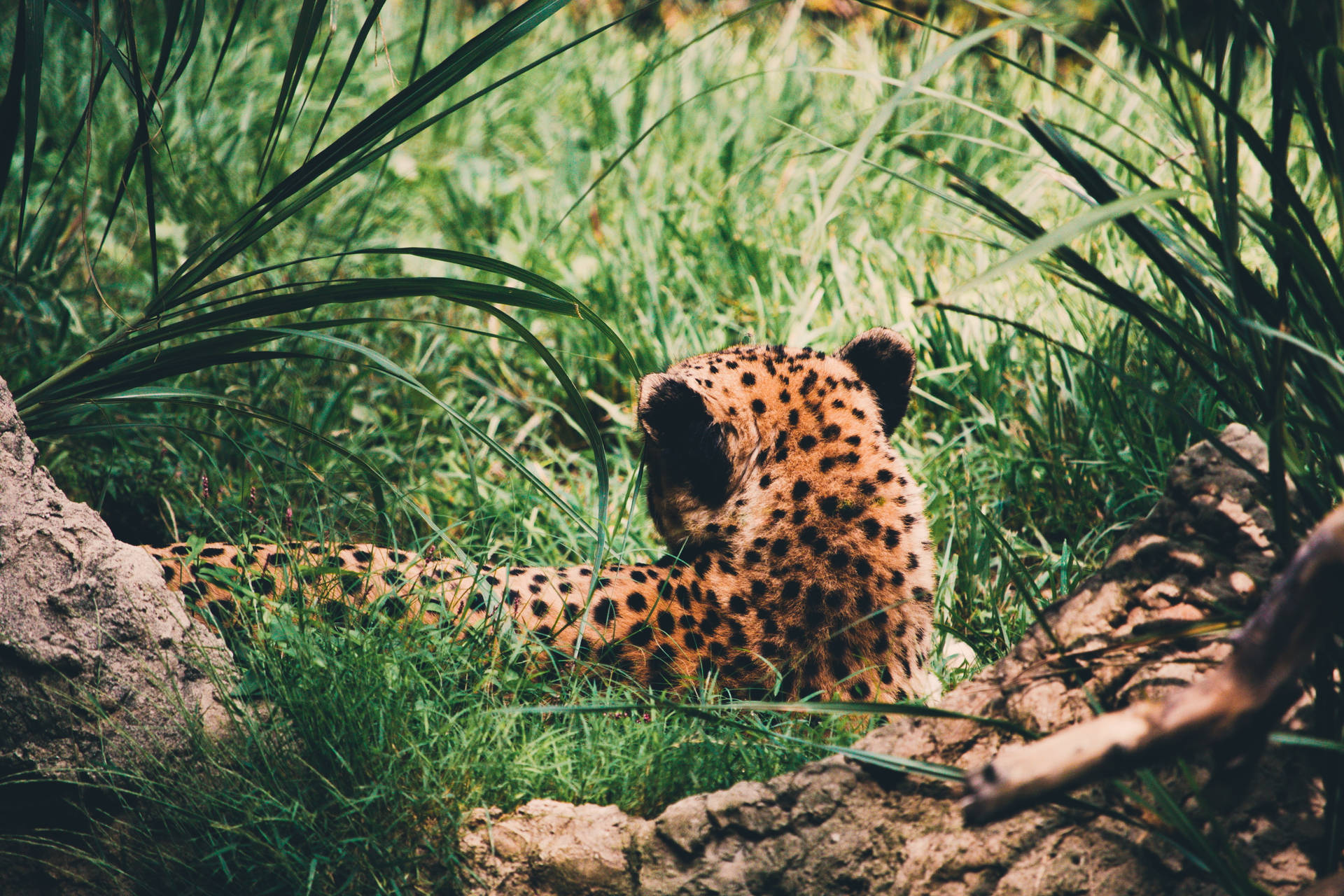 Cheetah Print In Nature Wallpaper
