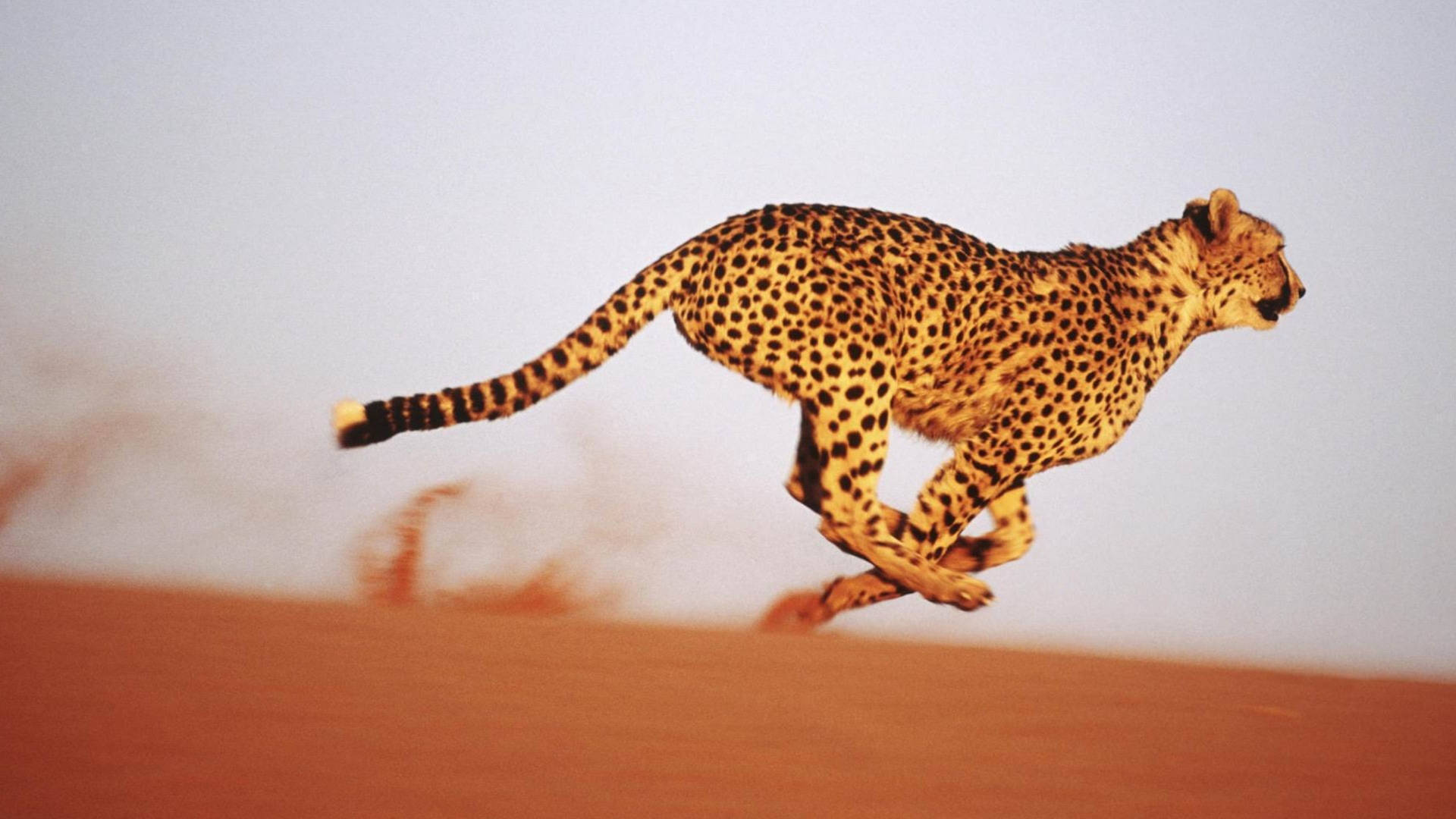 Cheetah Running In Desert