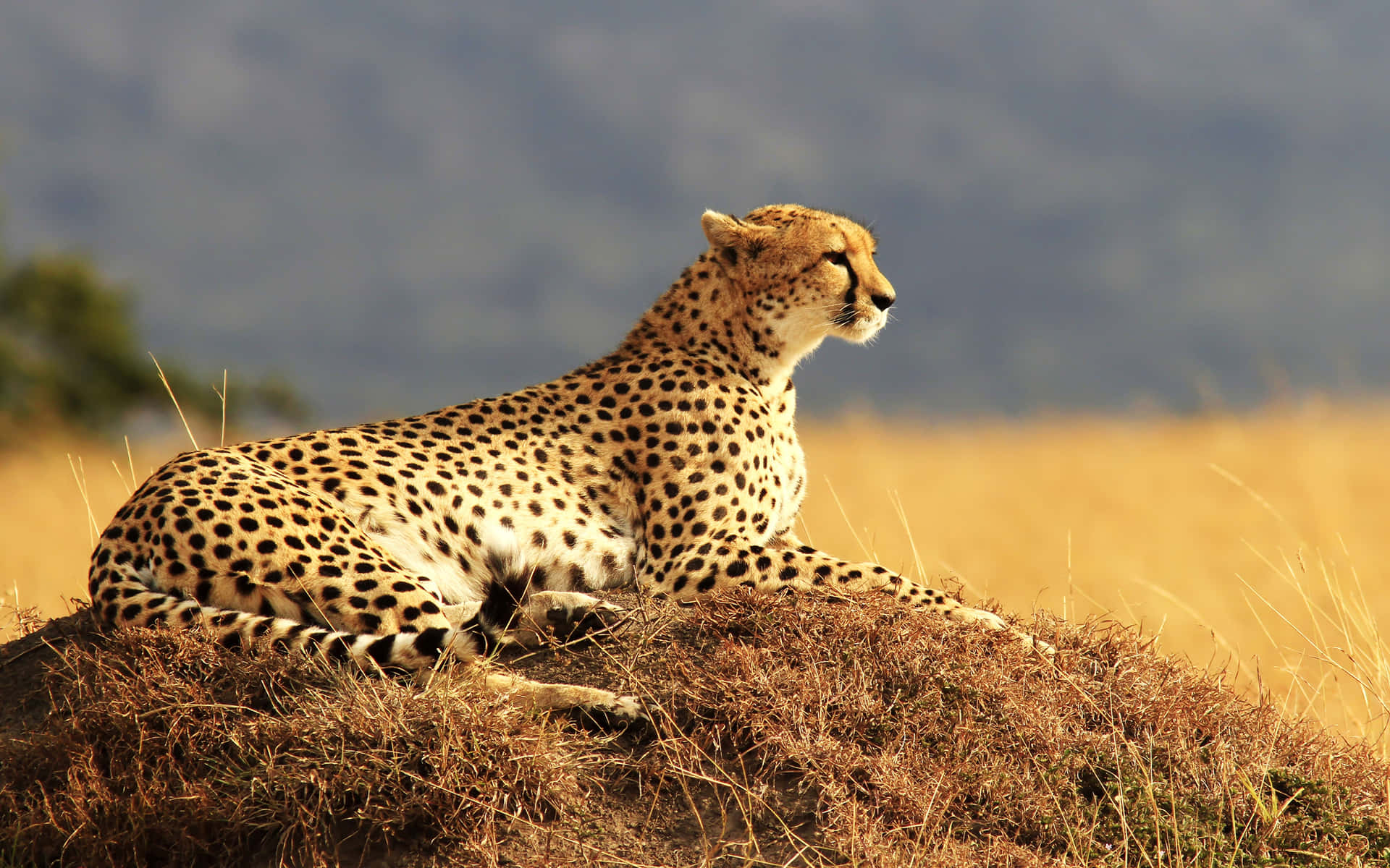 Cheetah Surveying Savannah4 K Wallpaper