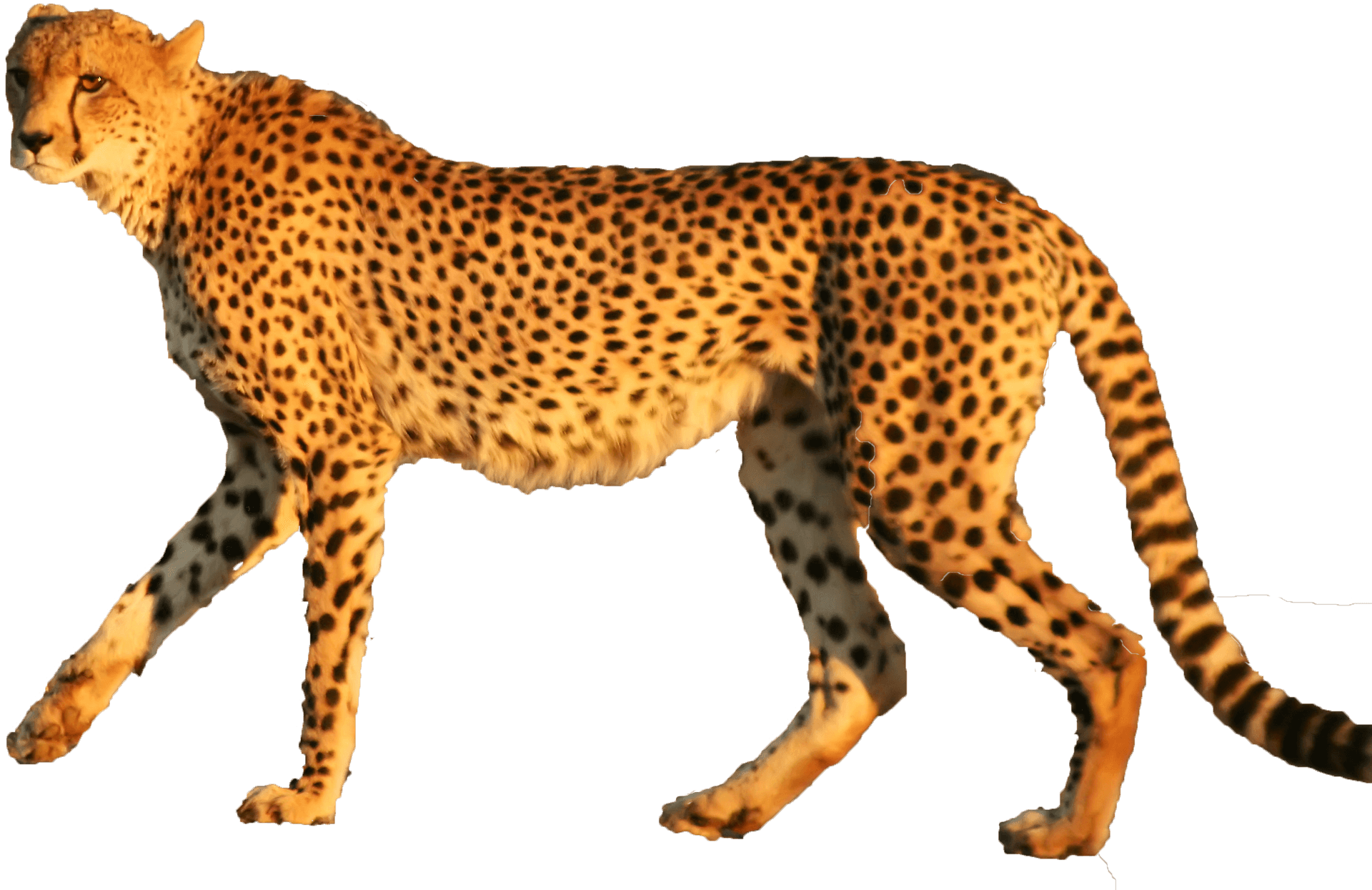 Cheetah Walking Profile PNG