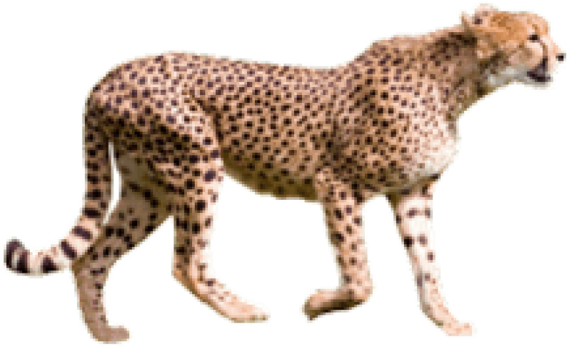 Cheetah Walking Transparent Background PNG