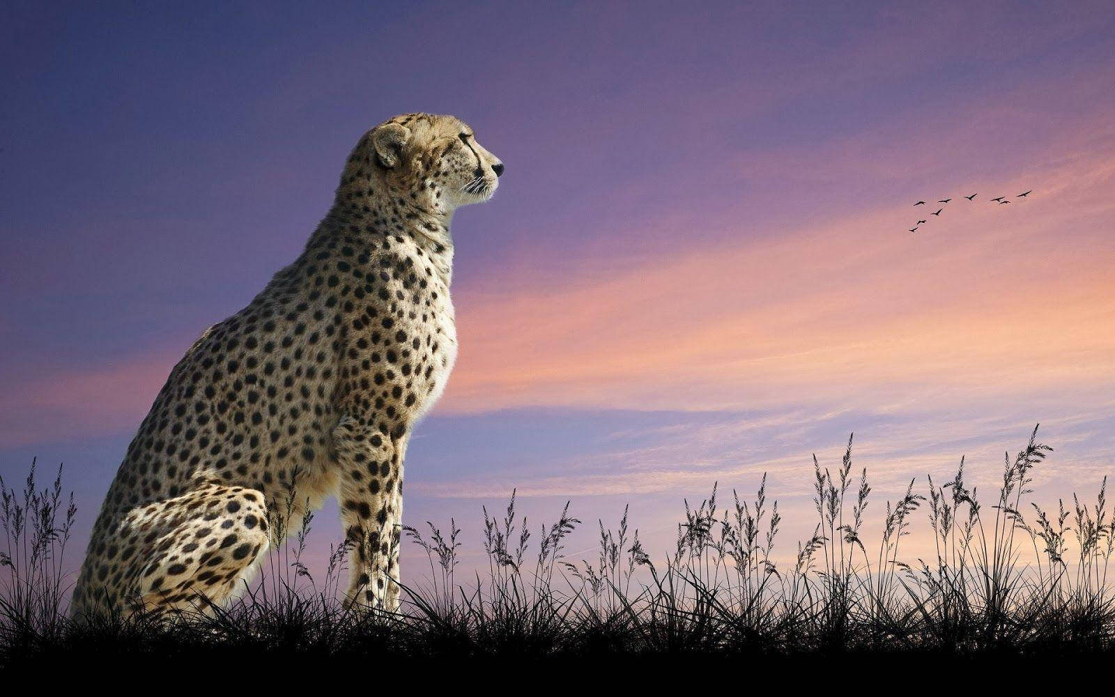 Cheetah With Sunset Wallpaper