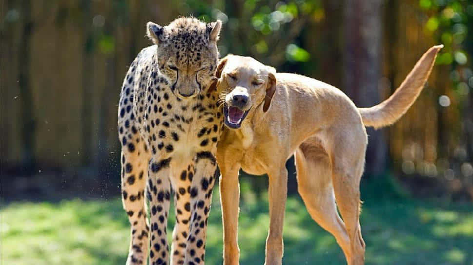 Persahabatan Cheetah Dan Anjing Wallpaper