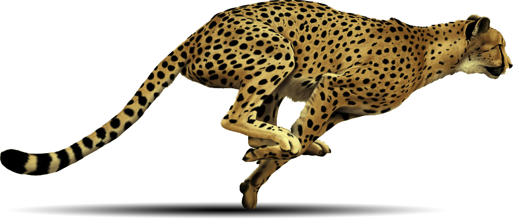 Cheetahin Full Sprint PNG