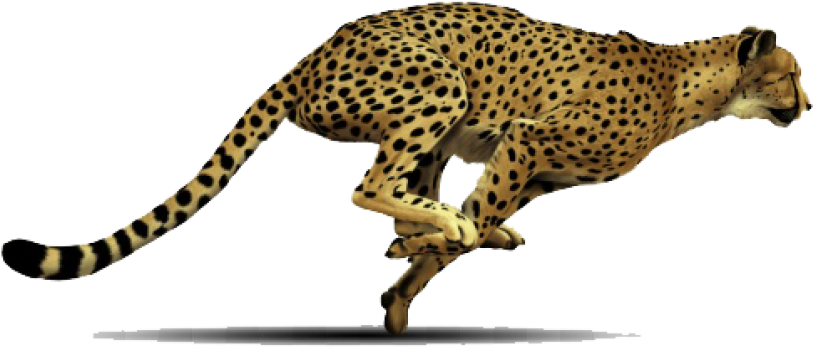 Cheetahin Mid Stride PNG