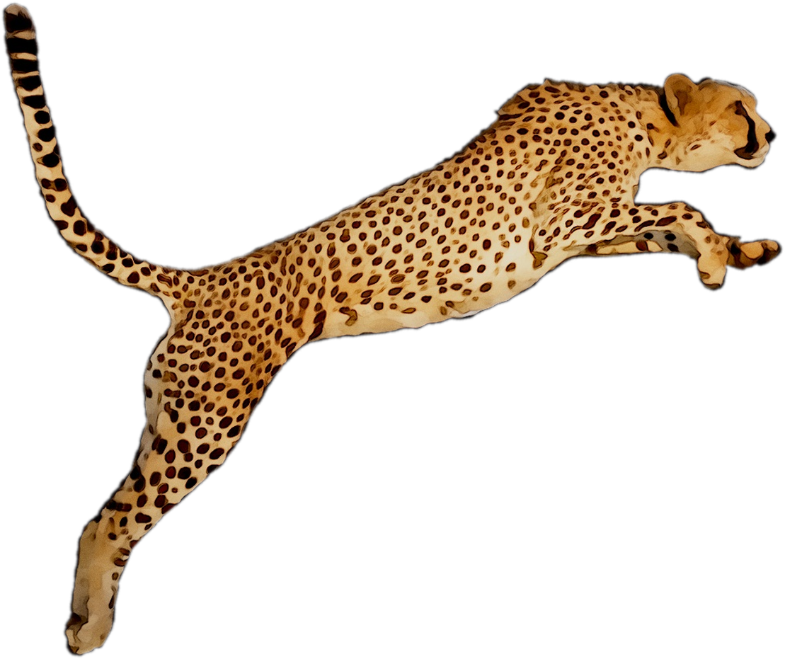 Cheetahin Mid Stride PNG