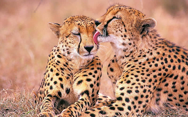 Cheetahs_ Affectionate_ Grooming.jpg Wallpaper