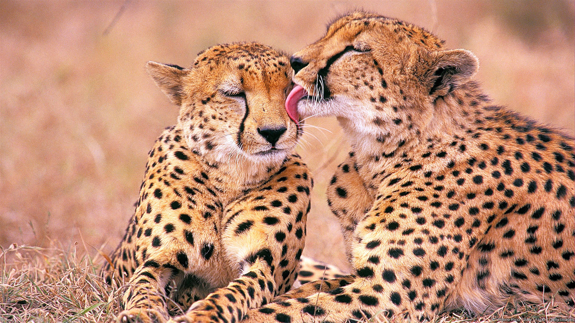 Cheetahs In Africa 4k Background