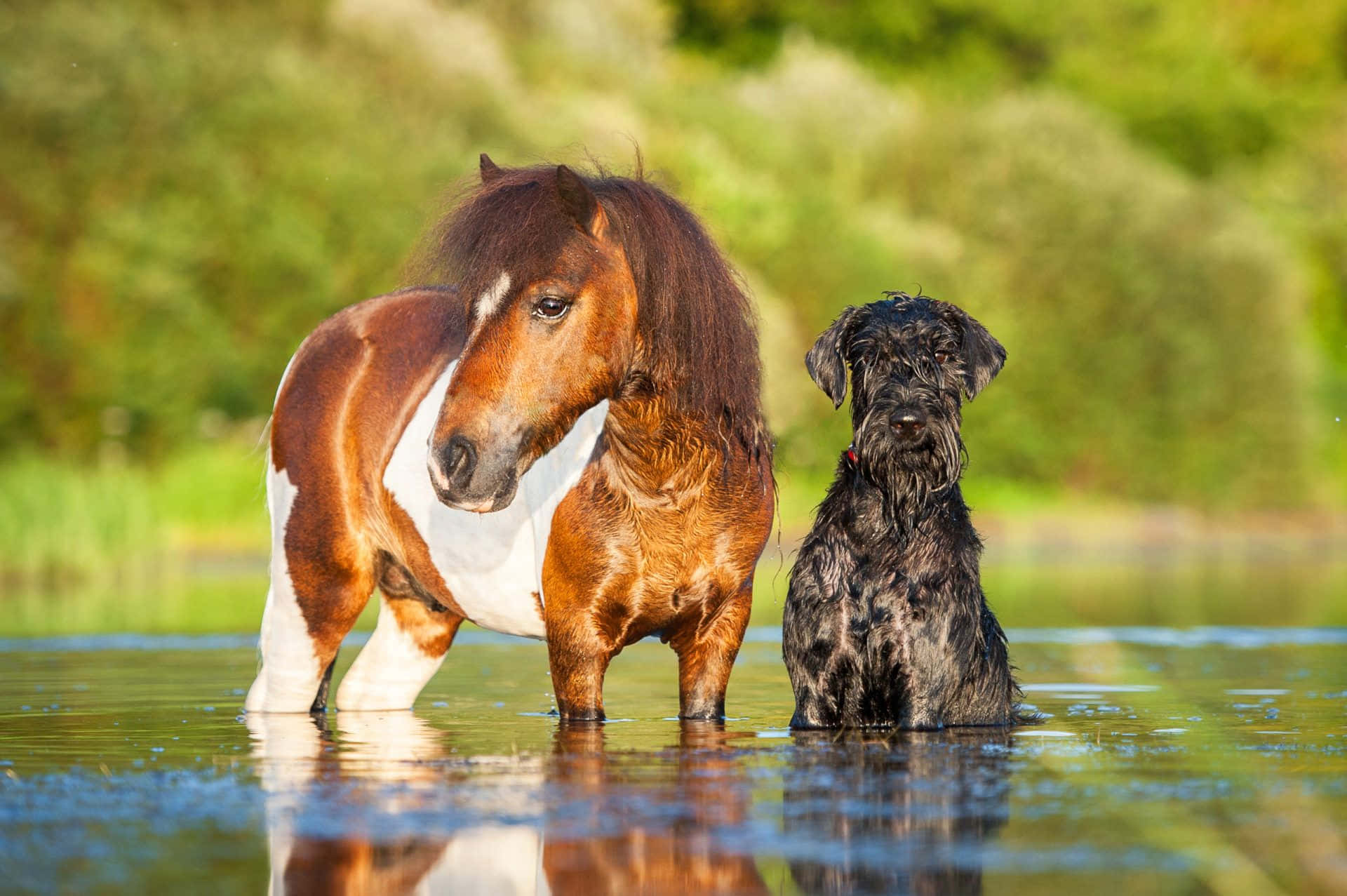 "cherished Companions: A Serene Moment Between A Horse And A Dog " Wallpaper