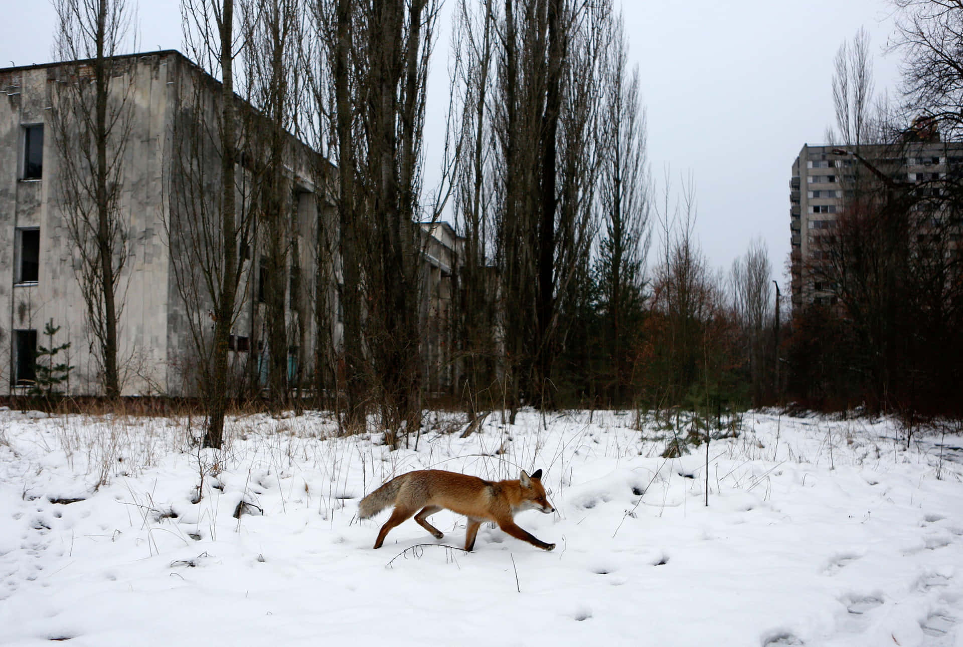 A Fox Walks Through A Snowy Field Near Buildings