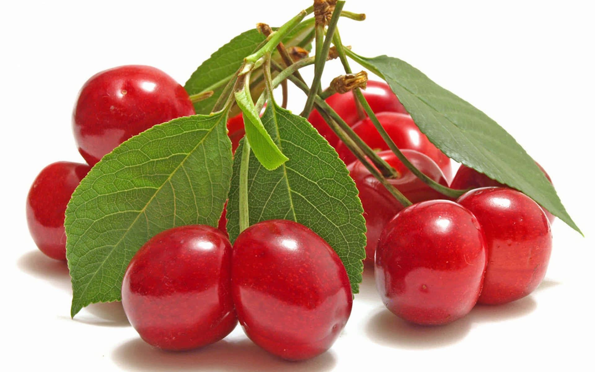 Bright red cherry fruit sits among vibrant green foliage