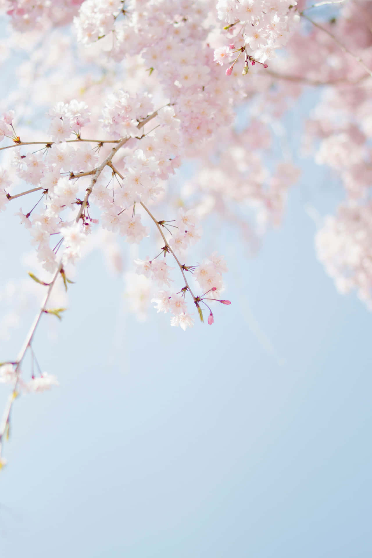 Cherry Blossom Against Blue Sky.jpg Wallpaper