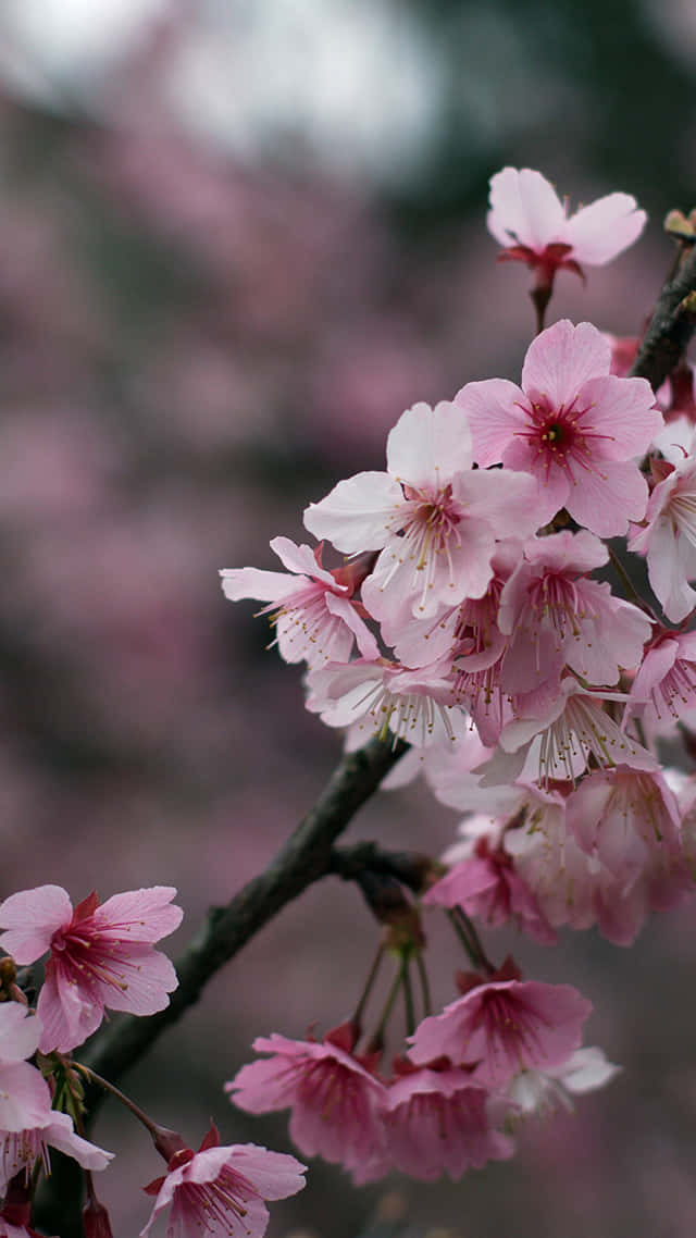 Cherry Blossom Background