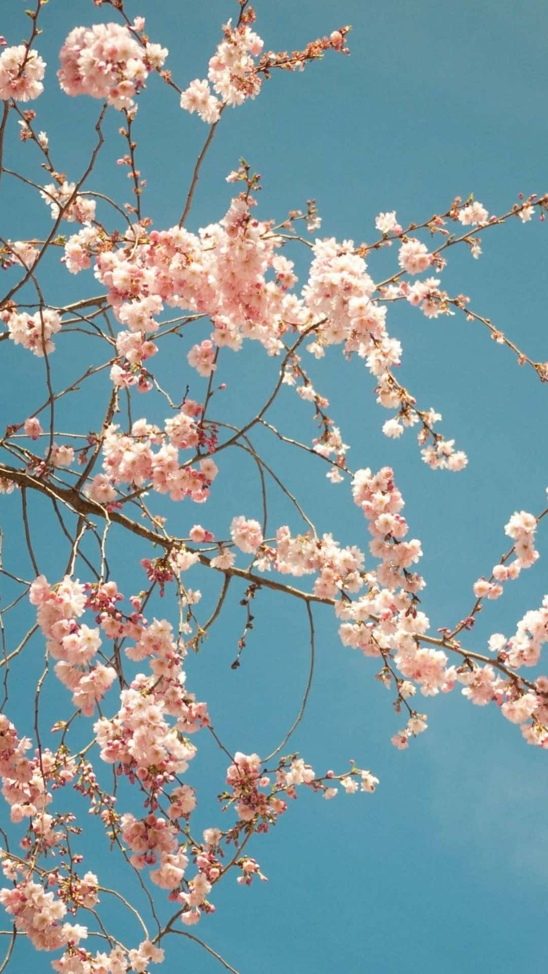 Cherry Blossom Baggrund 1080 X 1920