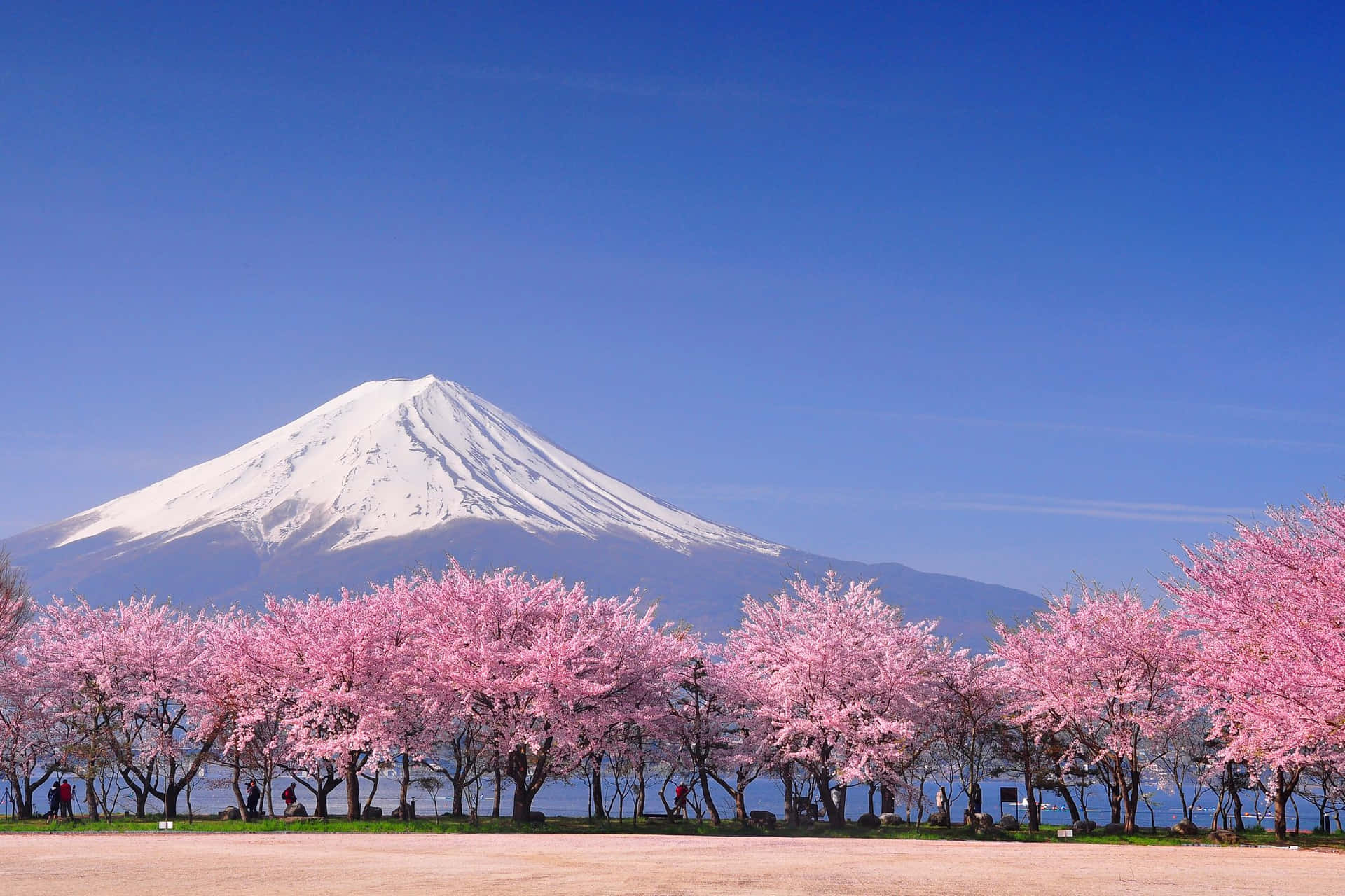 Körsbärsblommormed Utsikt Över Mount Fuji Som Bakgrundsbild.