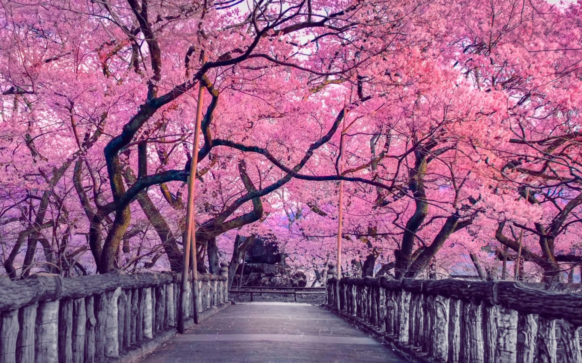 Cherry Blossom Bilder 2400 X 1500