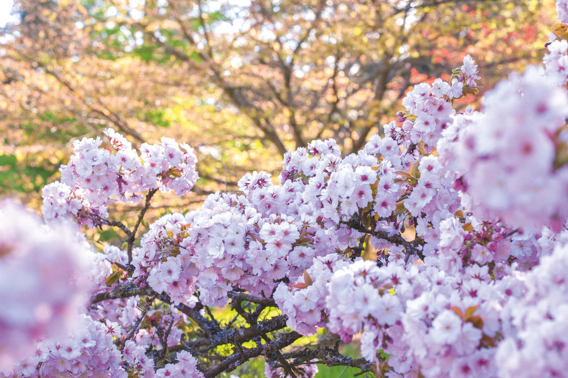 Cherry Blossom Bilder 3144 X 2096
