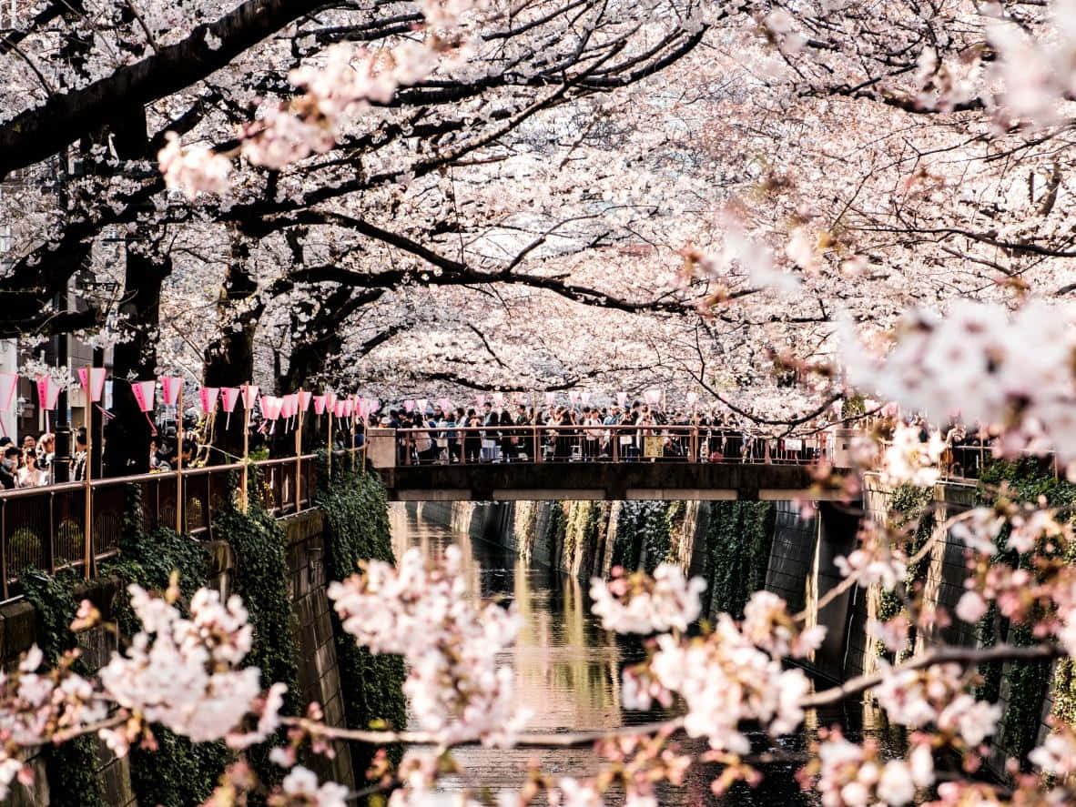 Kirsebærblomster malerisk dag drømmer om Japan.