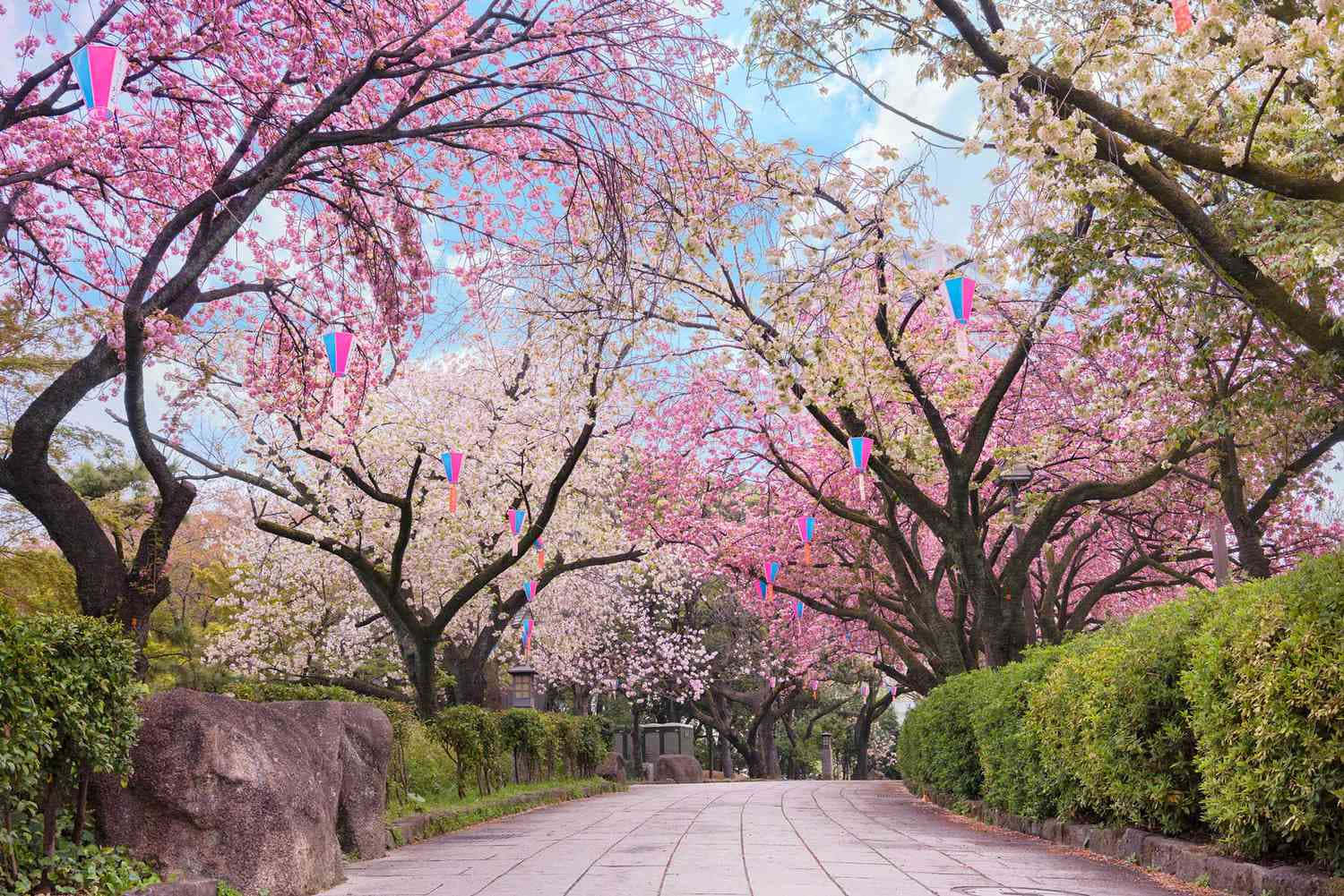 Cherry Blossom Billeder 1500 X 1001