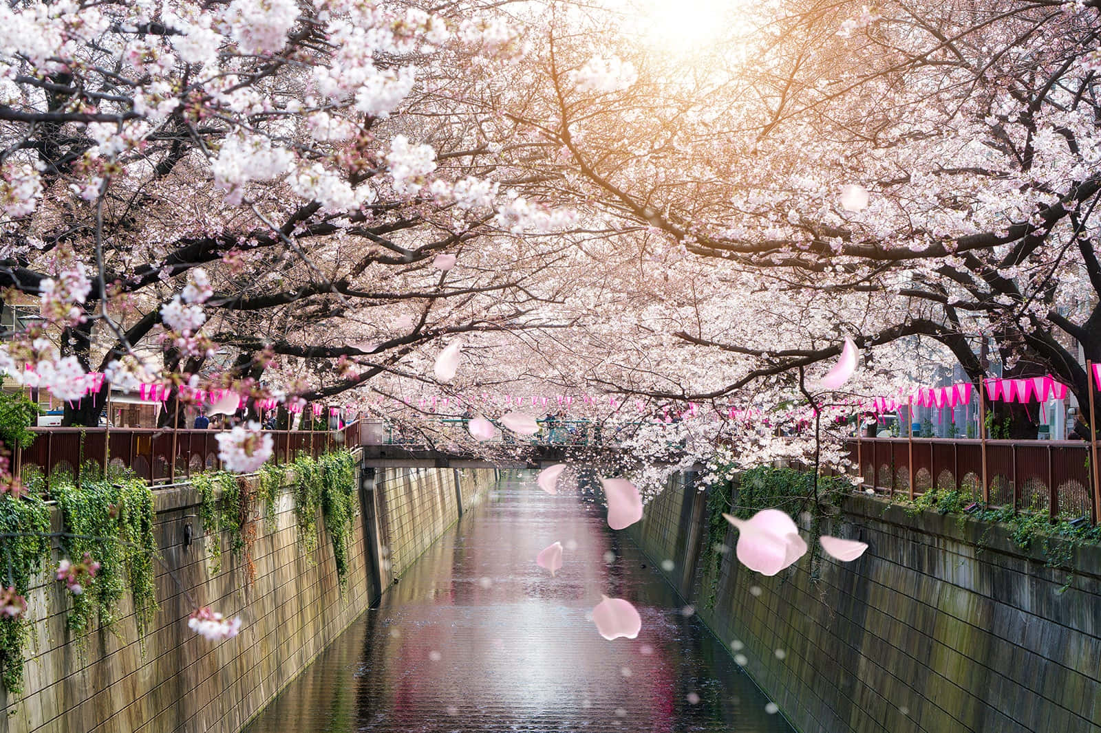 Udtryk foto af kirsebærblomster langs Meguro-floden.