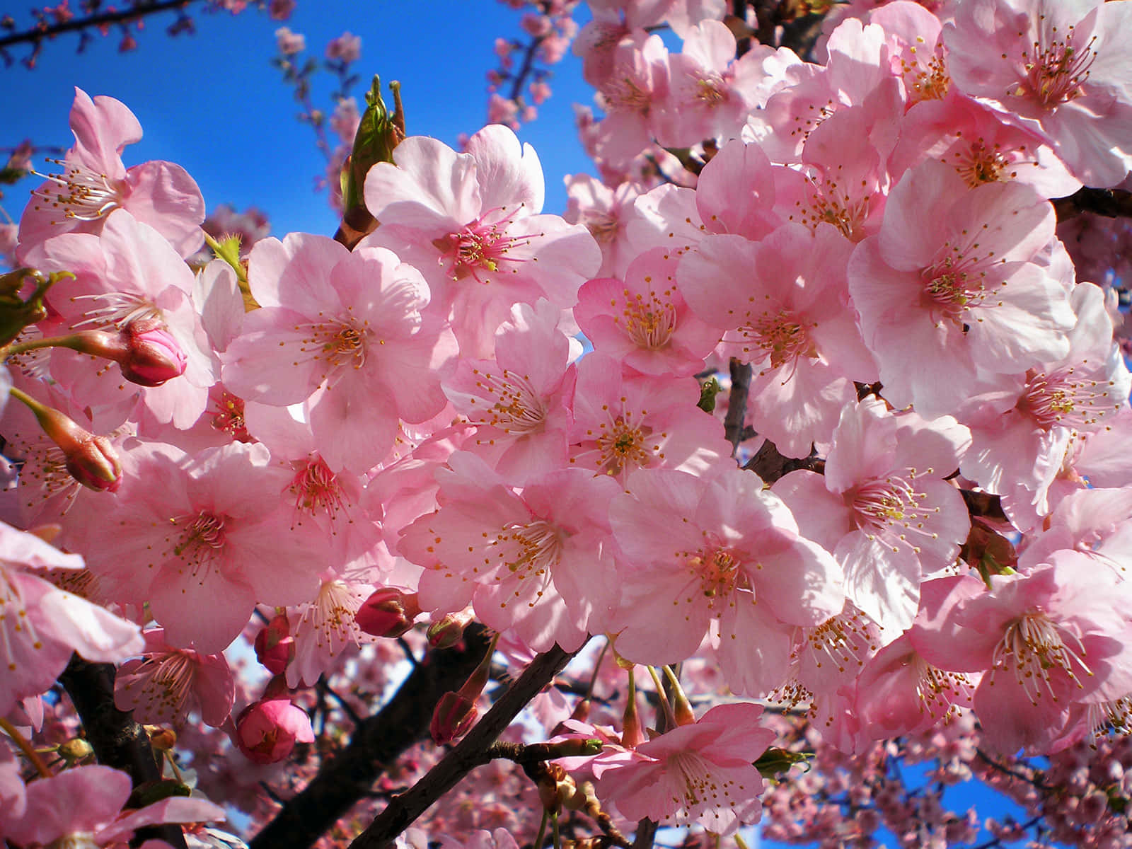 Kirsebærblomsterpink Blomst Billede Skrivebordsbaggrund