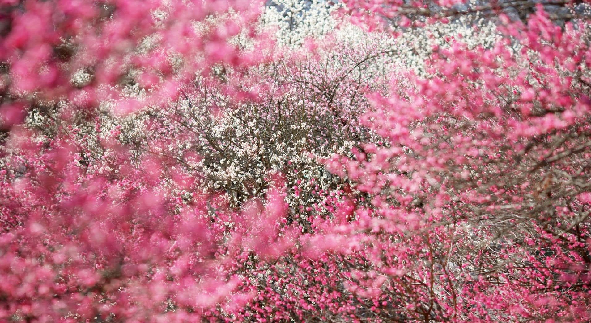 Kirsebærblomst billeder giver en følsom og beroligende følelse.
