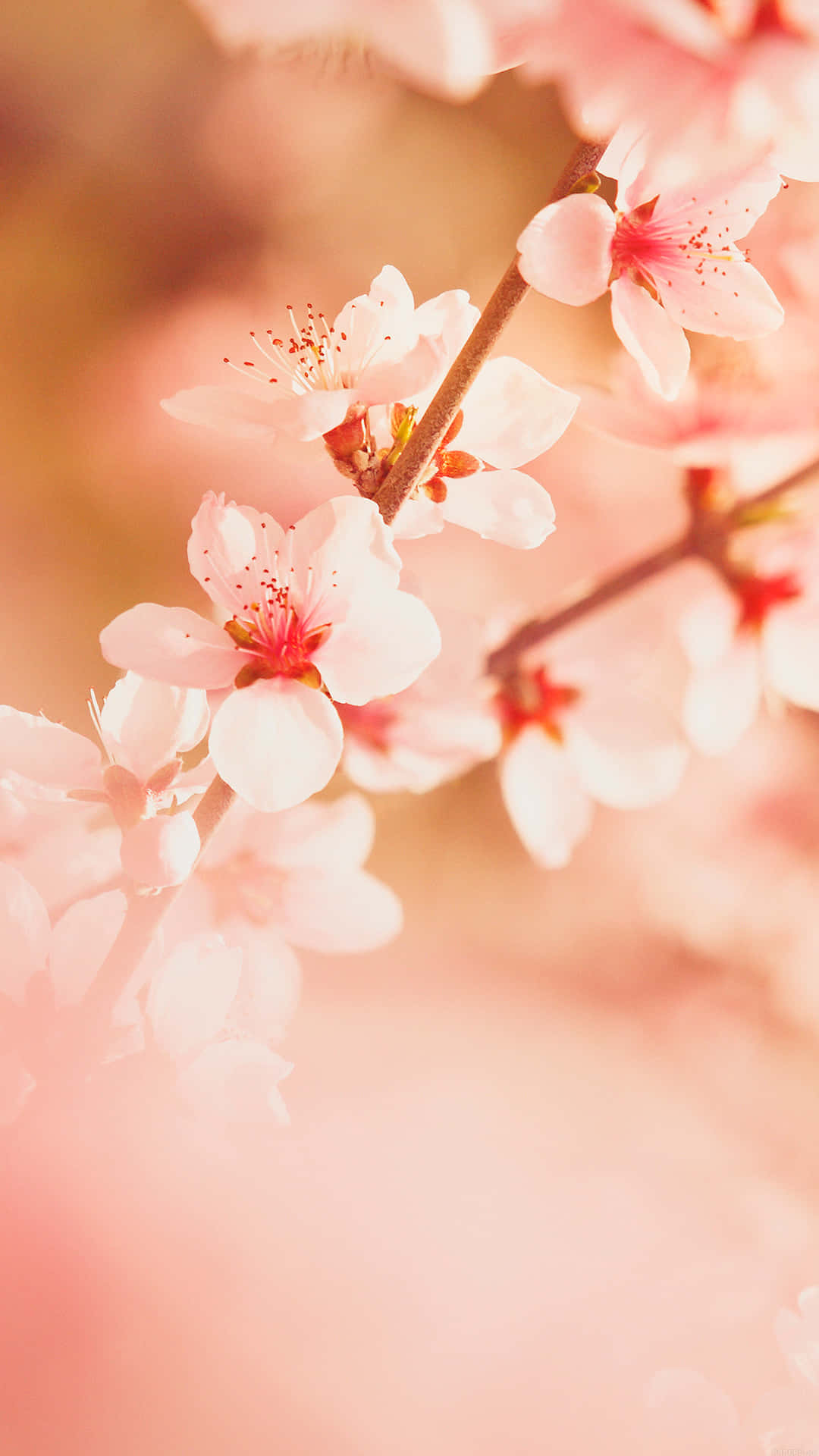 Cherry Blossom Bliss.jpg Wallpaper