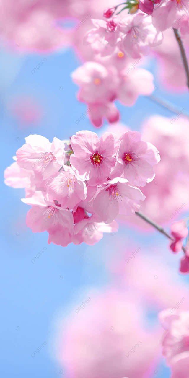 Cherry Blossom Blue Sky Backdrop Wallpaper