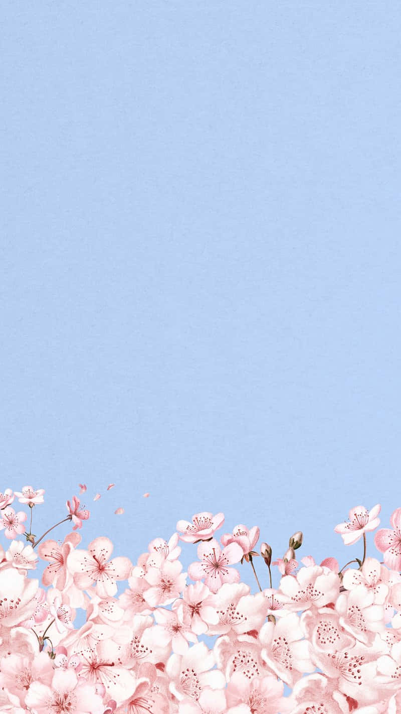 Cherry Blossom Blue Sky Background Wallpaper