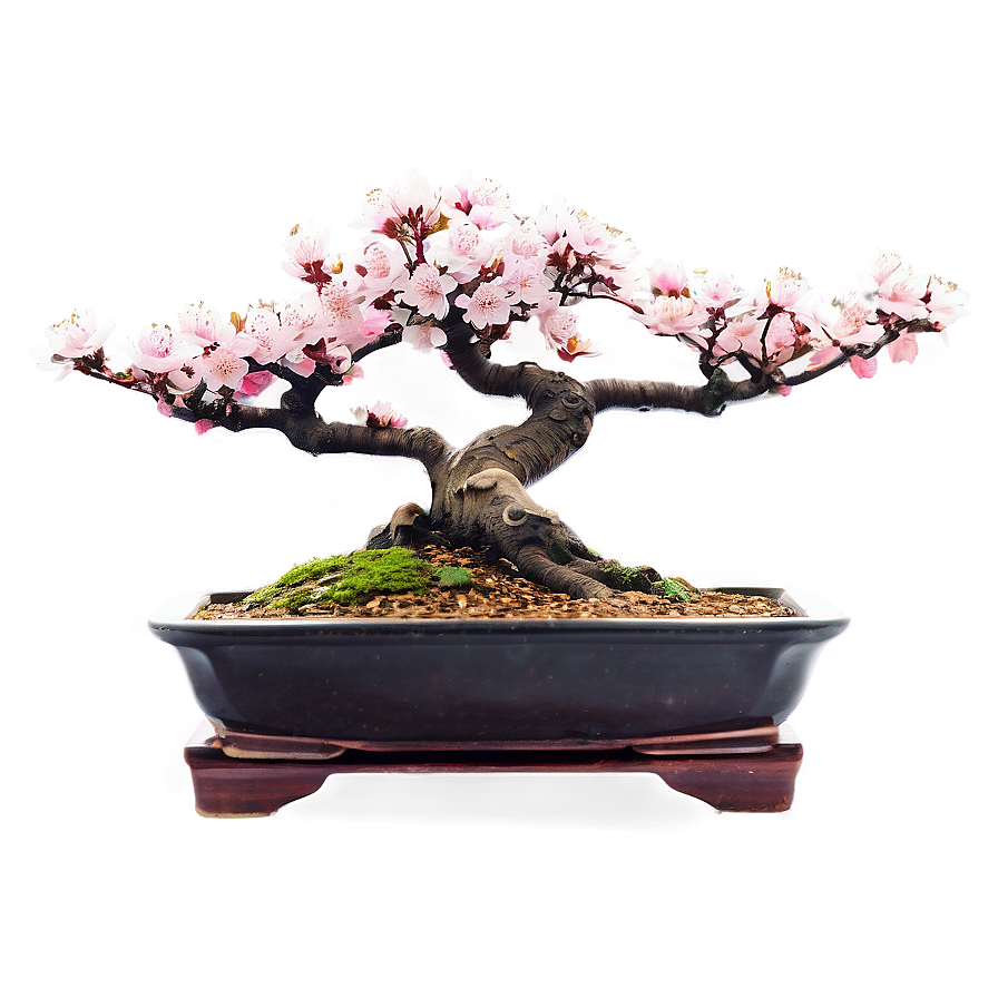 Cherry Blossom Bonsai Png 13 PNG