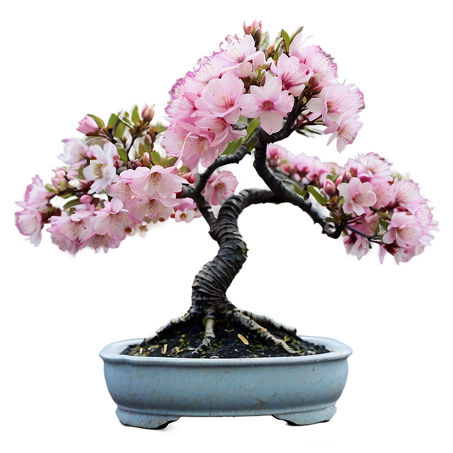 Download Cherry Blossom Bonsai Png Dlo92 | Wallpapers.com