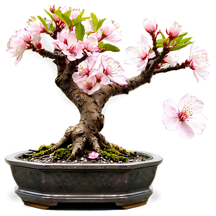 Download Cherry Blossom Bonsai Png Juo37 | Wallpapers.com