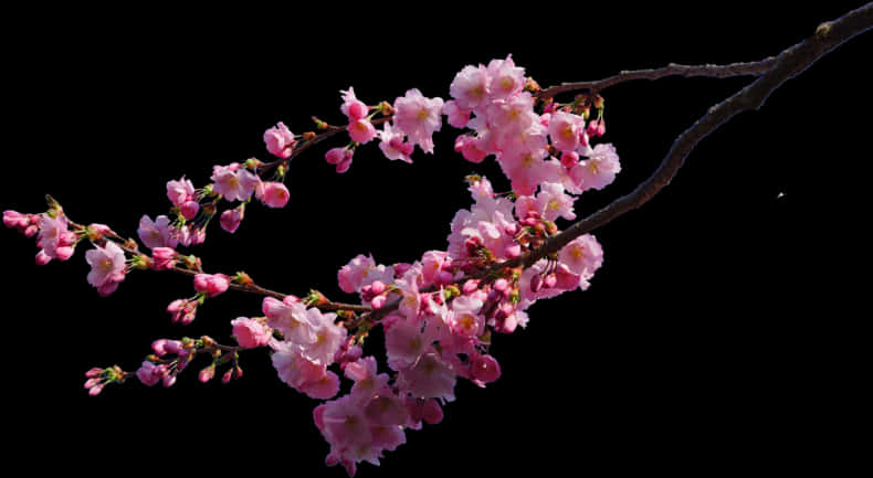 Cherry Blossom Branch Black Background PNG