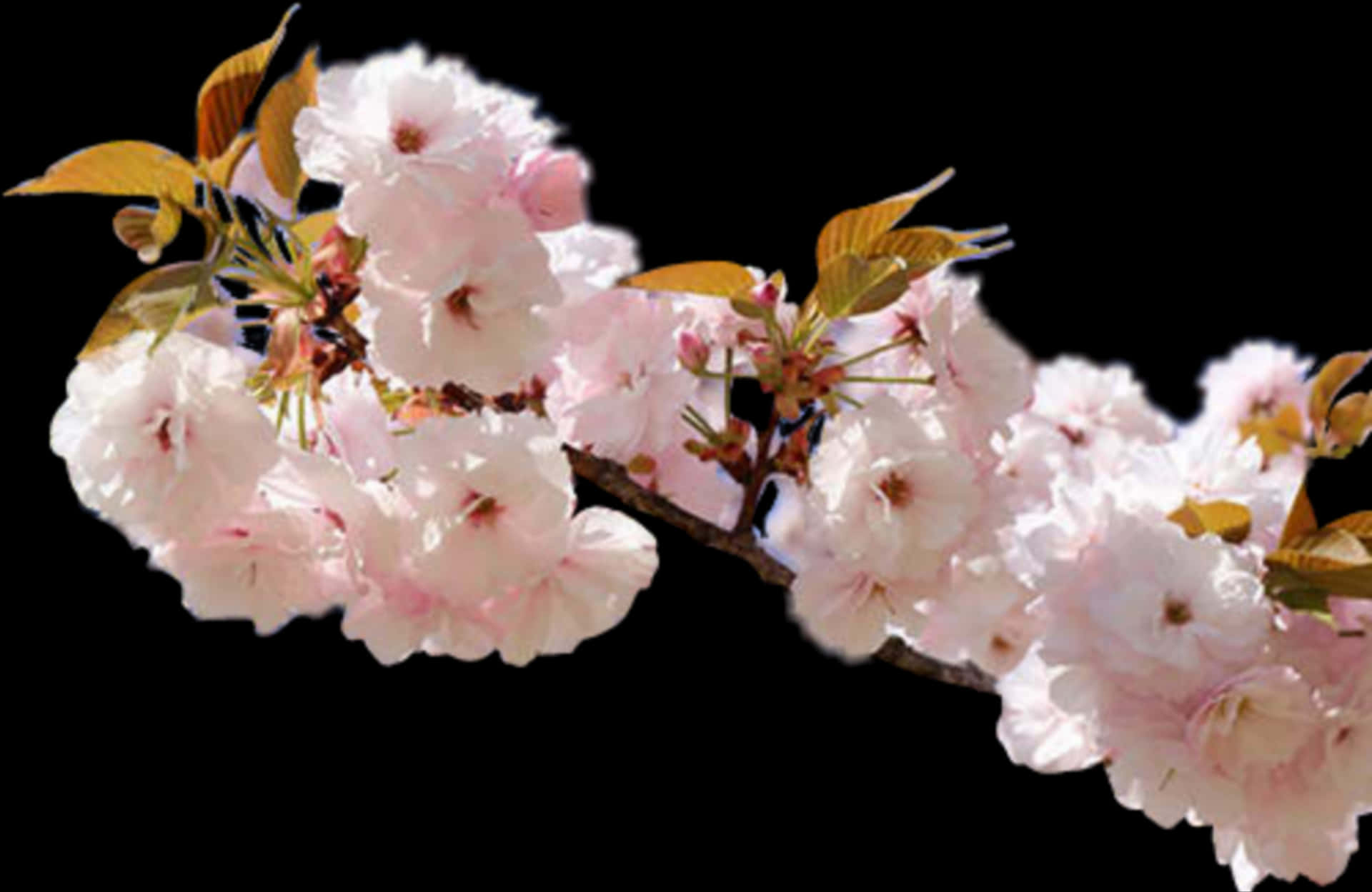 Cherry Blossom Branch Black Background PNG
