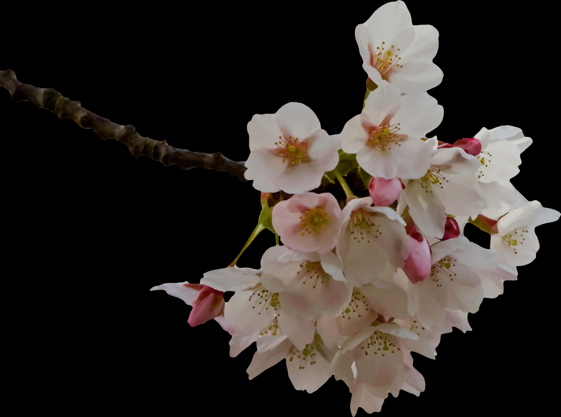 Cherry Blossom Branch Black Background PNG