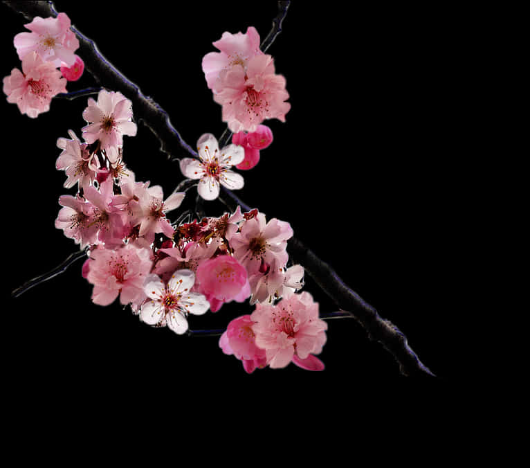 Cherry Blossom Branch Black Background PNG