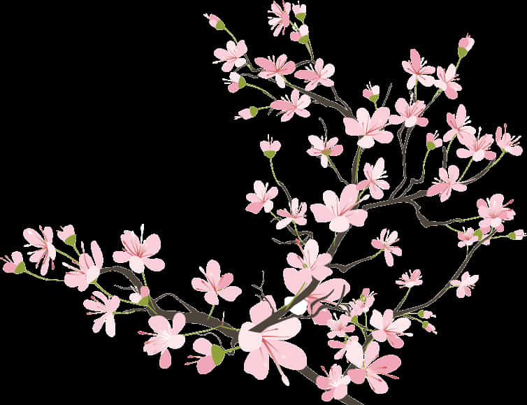 Cherry Blossom Branch Illustration PNG
